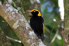 Regent Bowerbird